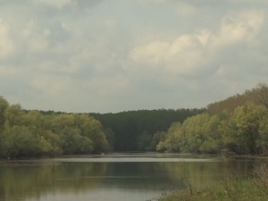 Којим дивљим  биљним и животињским врстама прети истребљење