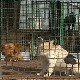 Какав власник такав љубимац - како се заштитити од опасног пса
