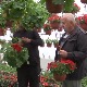 Шумадија, слатка борба између љуте шљиве и мирисне мушкатле