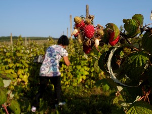 Сезонци у пољопривреди све траженији, електронска пријава корисна и за послодавце