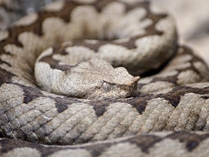 Поскок ујео мушкарца у Нишу