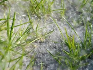 Астму не треба игнорисати - у свету се са њом бори 330 милиона људи