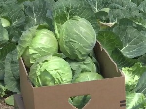 Лесковачки купус – квалитет врхунски, цена поражавајућа 