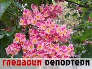 Гледаоци репортери (8. мај 2022)