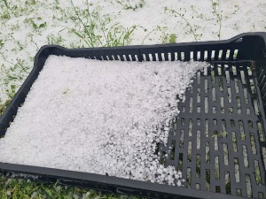 Невреме праћено градом код Шапца, оштећени воћњаци и усеви