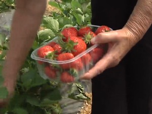 Како је царство јагода у Војводини окупило младе пољопривреднике