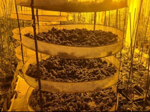 Код Обреновца откривена лабораторија за производњу марихуане, ухапшене две особе