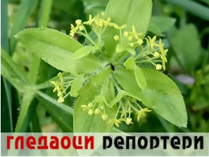 Гледаоци репортери (14. мај 2022)