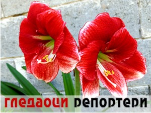 Гледаоци репортери (16. мај 2022)