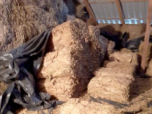 Богатић, тона дувана пронађена на тавану штале 