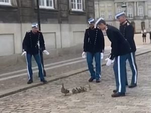 Дански гардисти успешно извели мисију спасавања патке и пачића