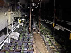 Откривена лабораторија за узгајање марихуане у селу Извор на северу КиМ