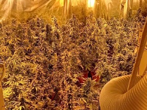 Откривена лабoраторија за производњу марихуане у Јагодини, петоро ухапшених