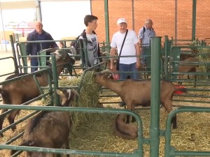 Поскупљење енергената и житарица није једини проблем сточара