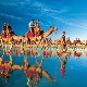 Аустралијски камилијери