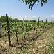Богато искуство и повратак на плодну родну земљу истока Србије - све се више пенушају домаћа вина