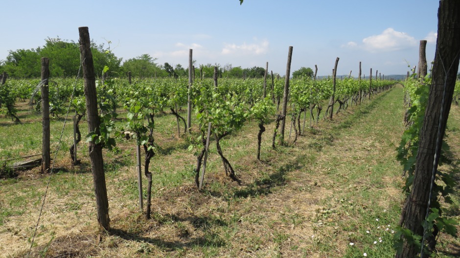 Богато искуство и повратак на плодну родну земљу истока Србије - све се више пенушају домаћа вина