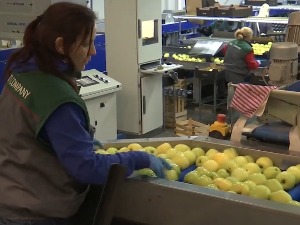 Јабуке из Србије и даље стижу у Русију, траже се нова тржишта