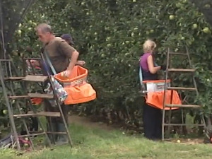 Пријава сезонаца онлајн, стручњаци сматрају да систем треба применити у оквиру Отвореног Балкана