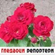 Гледаоци репортери (9. јун 2022)