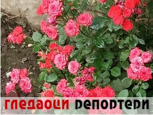 Гледаоци репортери (11. јун 2022)