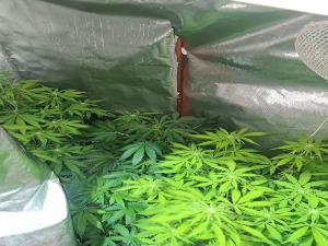 Суботица, ухапшено пет особа због поседовања наркотика