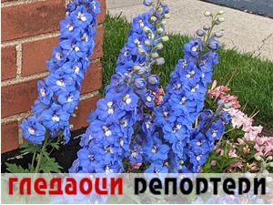 Гледаоци репортери (13. јун 2022)