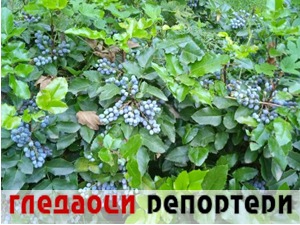 Гледаоци репортери (16. јун 2022)