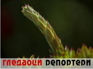 Гледаоци репортери (21. јун 2022)