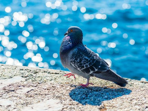  1001 Траг - Где си да си мој голубе - Мерима Његомир и Предраг Гојковић Цуне 