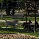 Јауци злостављаних животиња, има ли ко да их чује