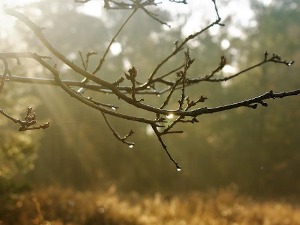 Променљиво облачно уз смену сунца и пљускова, од понедељка сунчано и топло