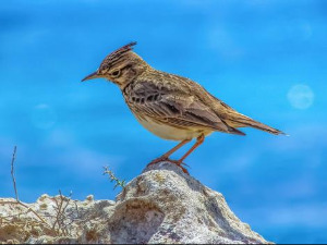  1001 Траг - Славуј шева - Милован Миловановић 