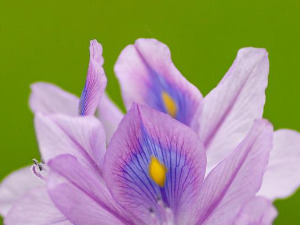  Добро јутро децо: Прича о цвету 