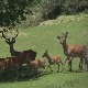 Повратак јелена у пријепољске шуме 