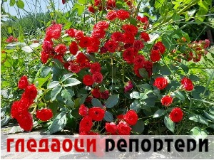 Гледаоци репортери (2. јул 2022)