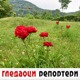 Гледаоци репортери (6. јул 2022)