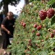 Органске малине у куршумлијским селима преродиле, сви задовољни