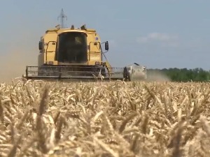 Пожњевена пшеница, какви су приноси и колика је откупна цена