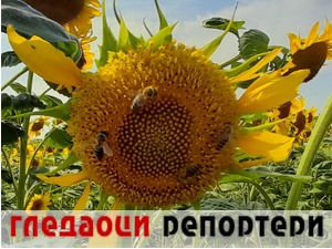 Гледаоци репортери (10. јул 2022)