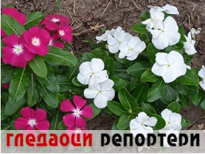 Гледаоци репортери (17. јул 2022)