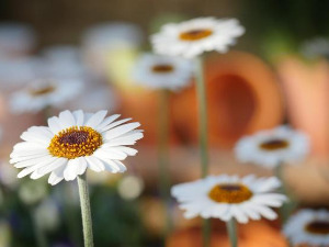  1001 Траг - Беле раде - Јелена Броћић 