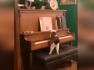 Соната за клавир и мачку