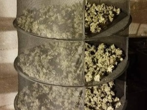 Уништена лабораторија за прераду марихуане у Зубином Потоку, шесторица ухапшених