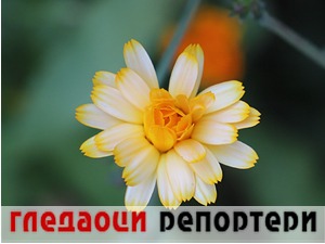 Гледаоци репортери (22. јул 2022)