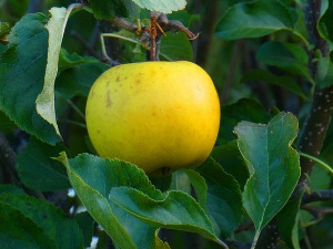 	Од злата јабука