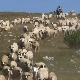 Недостатак воде мучи сточаре са Пештера, угрожене десетине хиљада грла стоке