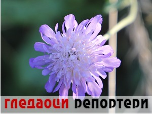 Гледаоци репортери (27. јул 2022)