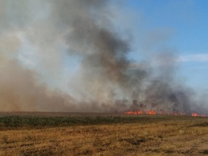 Нови пожар у резервату "Пашњаци велике дропље" на северу Баната