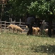 Село Дулене код Крагујевца страхује од вукова – лепо за око, сурово за живот